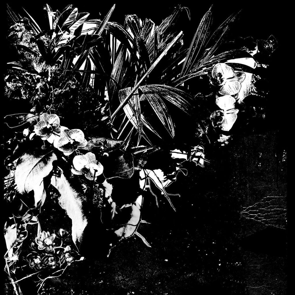 Orchid Alto © Jef Mertens